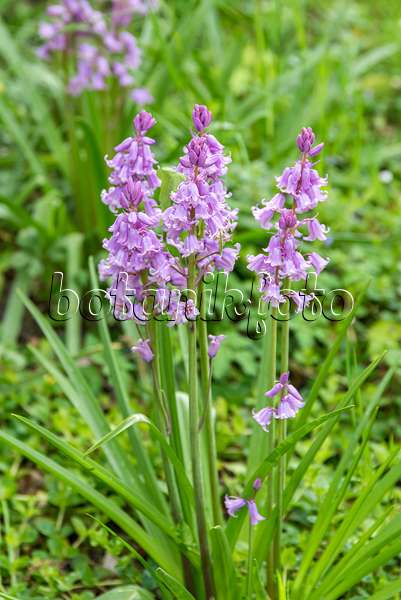 651329 - Spanish bluebell (Hyacinthoides hispanica 'Rose Queen')
