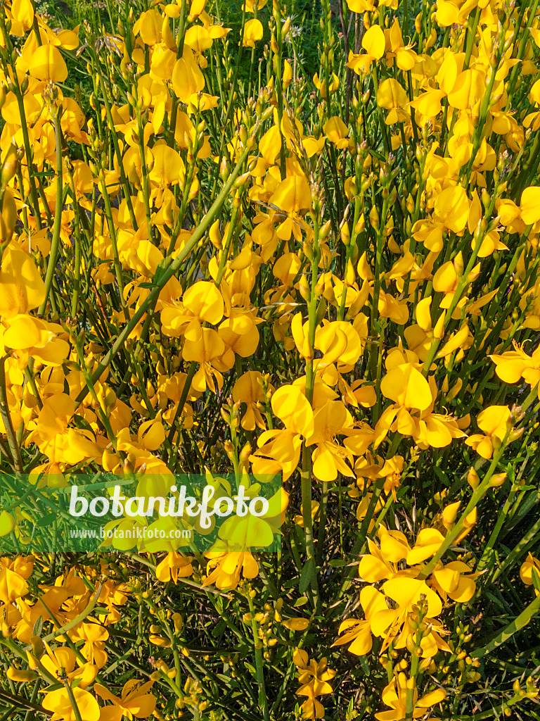 414020 - Spanish broom (Spartium junceum)