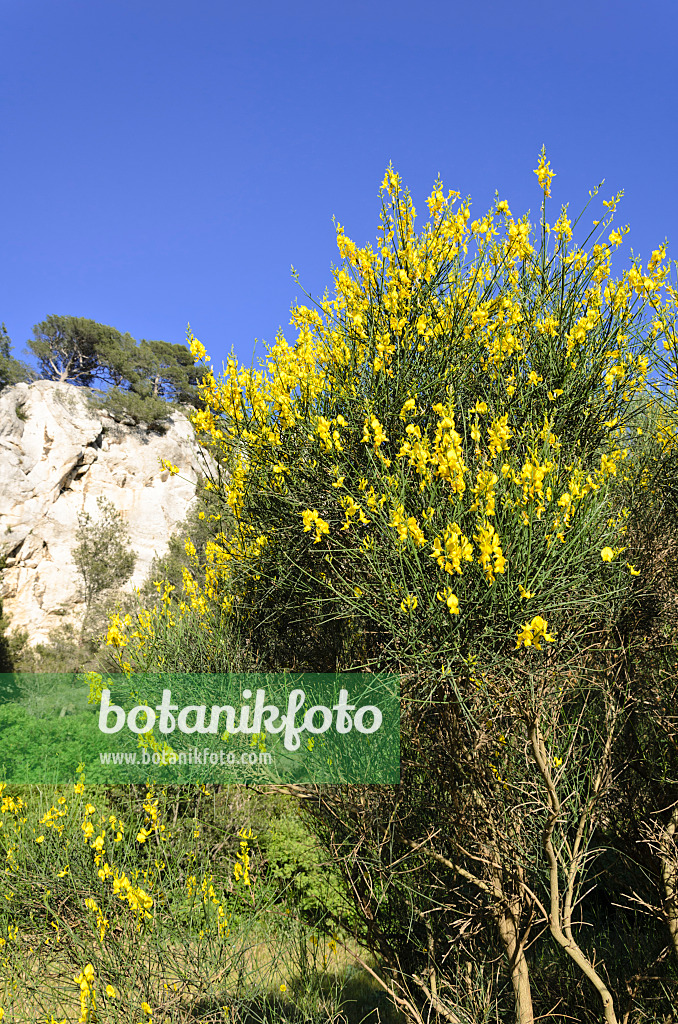 533178 - Spanish broom (Spartium junceum)