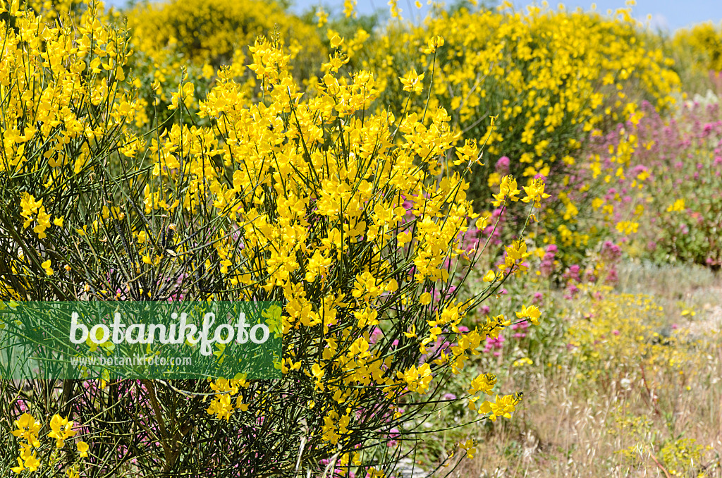 533183 - Spanish broom (Spartium junceum)