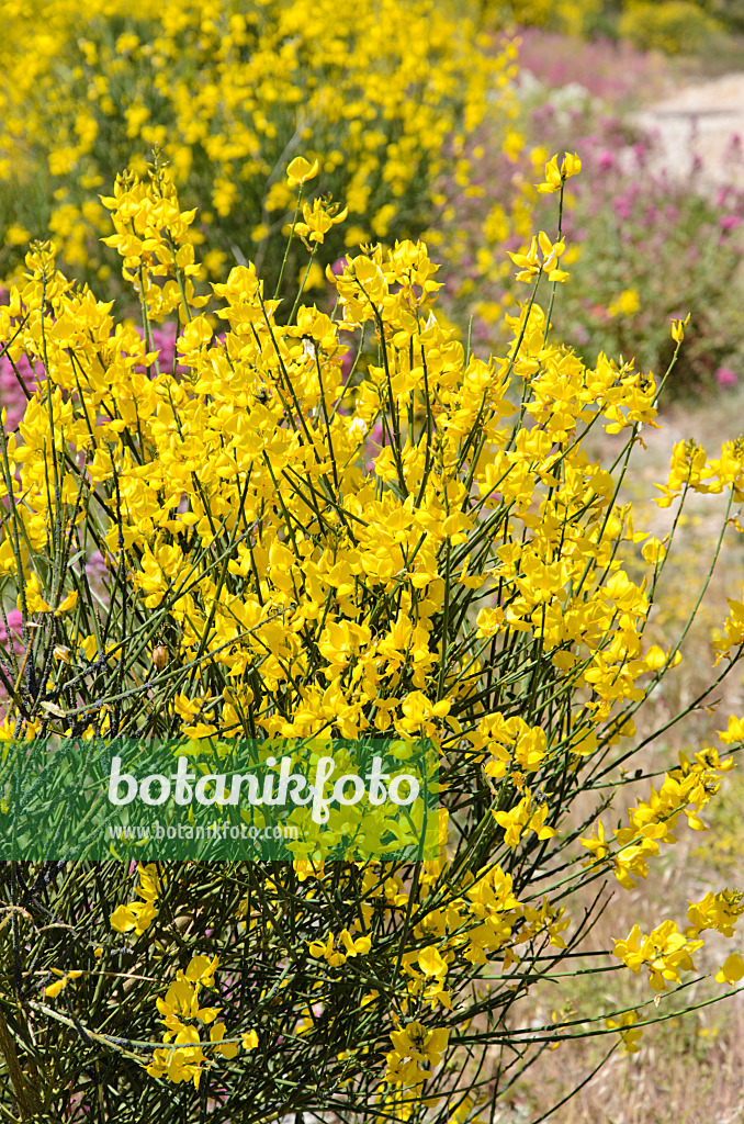 533184 - Spanish broom (Spartium junceum)