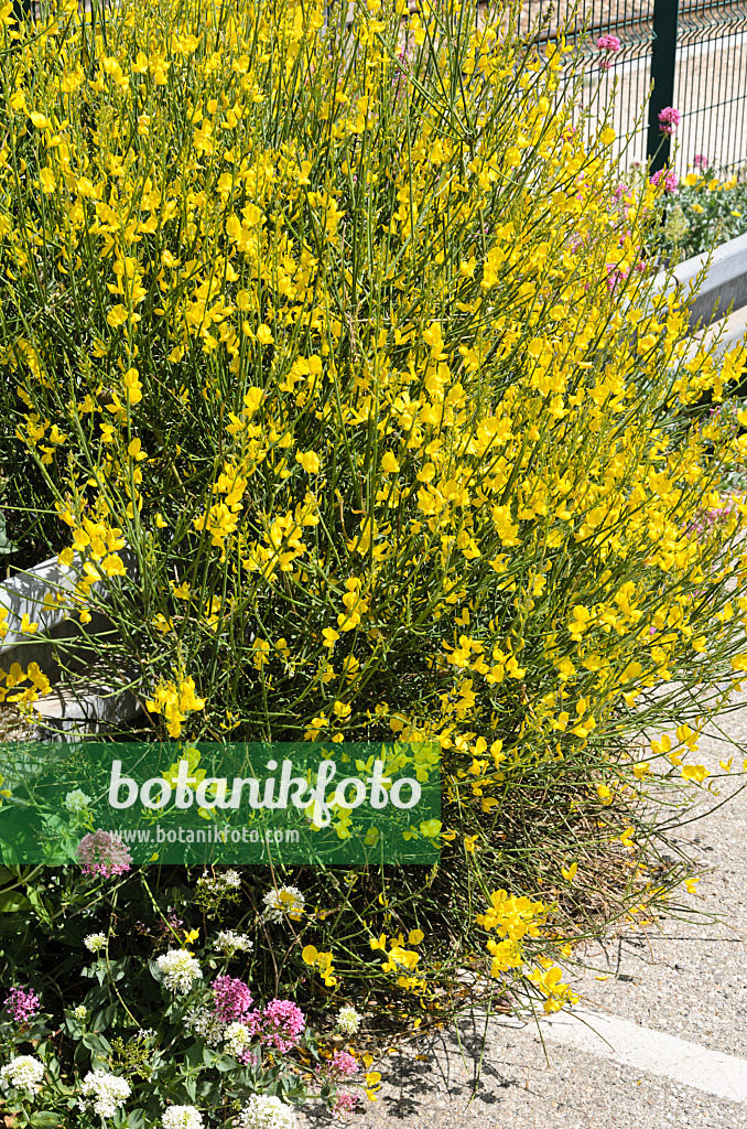 533185 - Spanish broom (Spartium junceum)