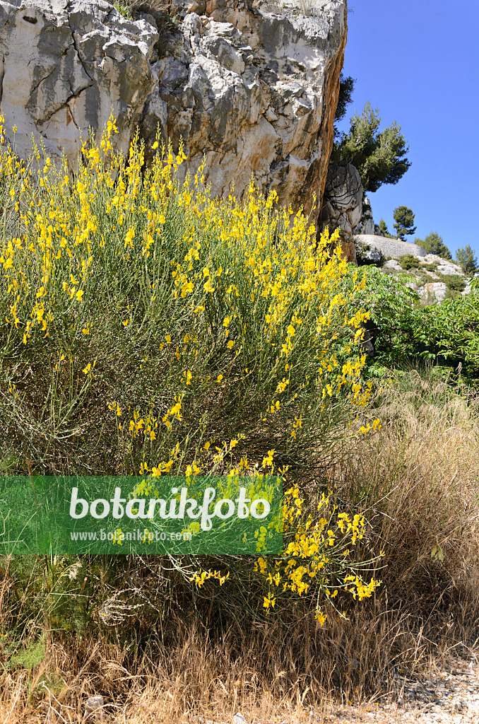 533187 - Spanish broom (Spartium junceum)