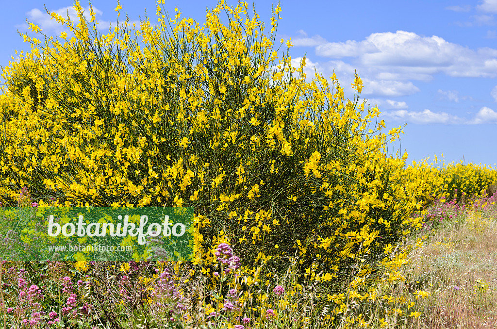 533179 - Spanish broom (Spartium junceum) and red valerian (Centranthus ruber)