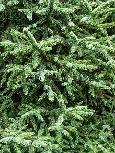 427045 - Spanish fir (Abies pinsapo)