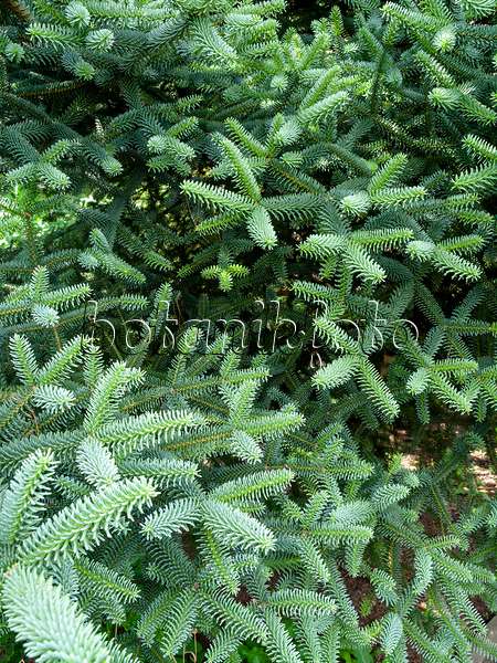 426191 - Spanish fir (Abies pinsapo 'Glauca')