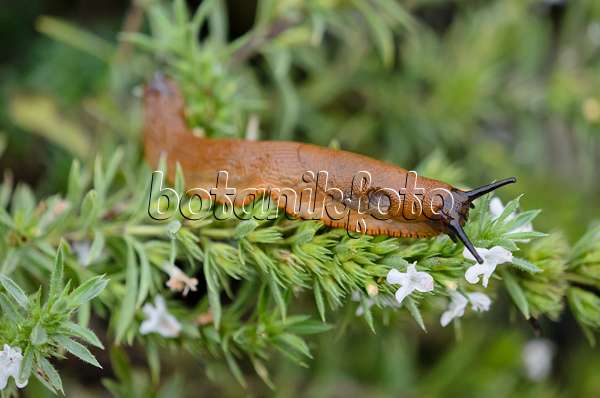 524004 - Spanish slug (Arion vulgaris syn. Arion lusitanicus) and savory (Satureja)