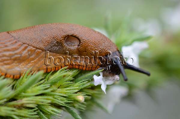 524005 - Spanish slug (Arion vulgaris syn. Arion lusitanicus) and savory (Satureja)