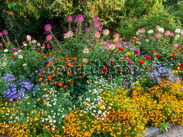 451040 - Spider flowers (Tarenaya syn. Cleome), zinnias (Zinnia), floss flowers (Ageratum) and marigolds (Tagetes)