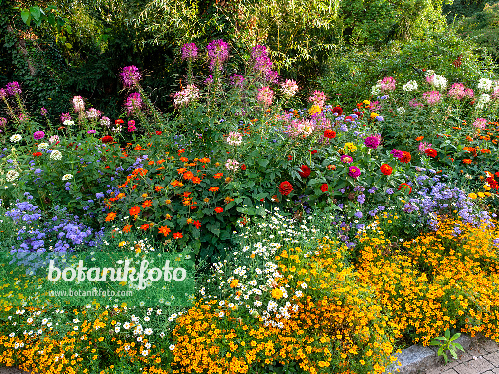 451040 - Spider flowers (Tarenaya syn. Cleome), zinnias (Zinnia), floss flowers (Ageratum) and marigolds (Tagetes)