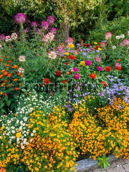 451041 - Spider flowers (Tarenaya syn. Cleome), zinnias (Zinnia), floss flowers (Ageratum) and marigolds (Tagetes)