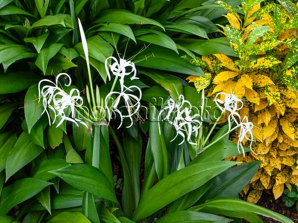 454155 - Spider lily (Hymenocallis) and croton (Codiaeum variegatum syn. Croton variegatus)