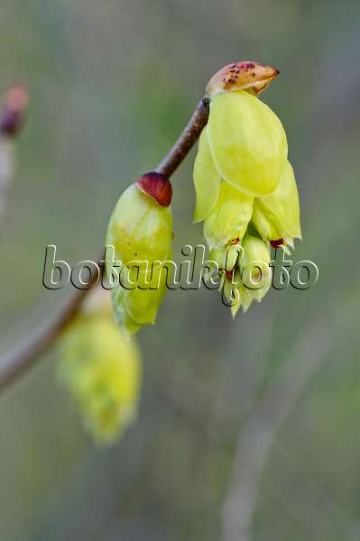 483060 - Spike winter hazel (Corylopsis spicata)