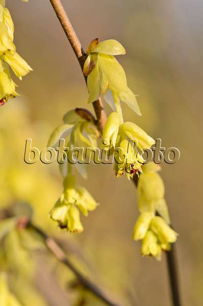 543001 - Spike winter hazel (Corylopsis spicata)