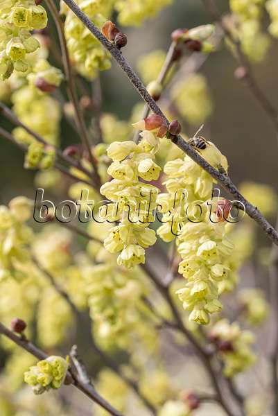 651197 - Spike winter hazel (Corylopsis spicata)
