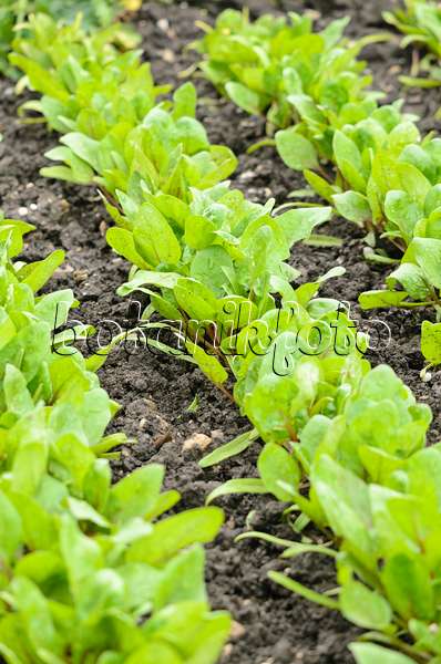 536046 - Spinach (Spinacia oleracea 'Red Cardinal')