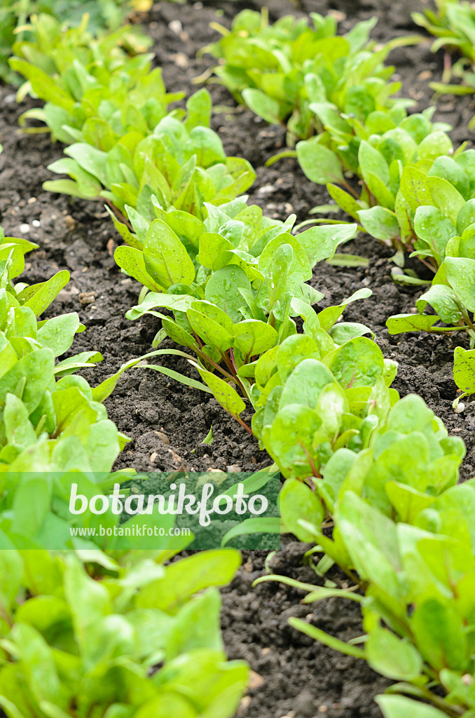 536046 - Spinach (Spinacia oleracea 'Red Cardinal')