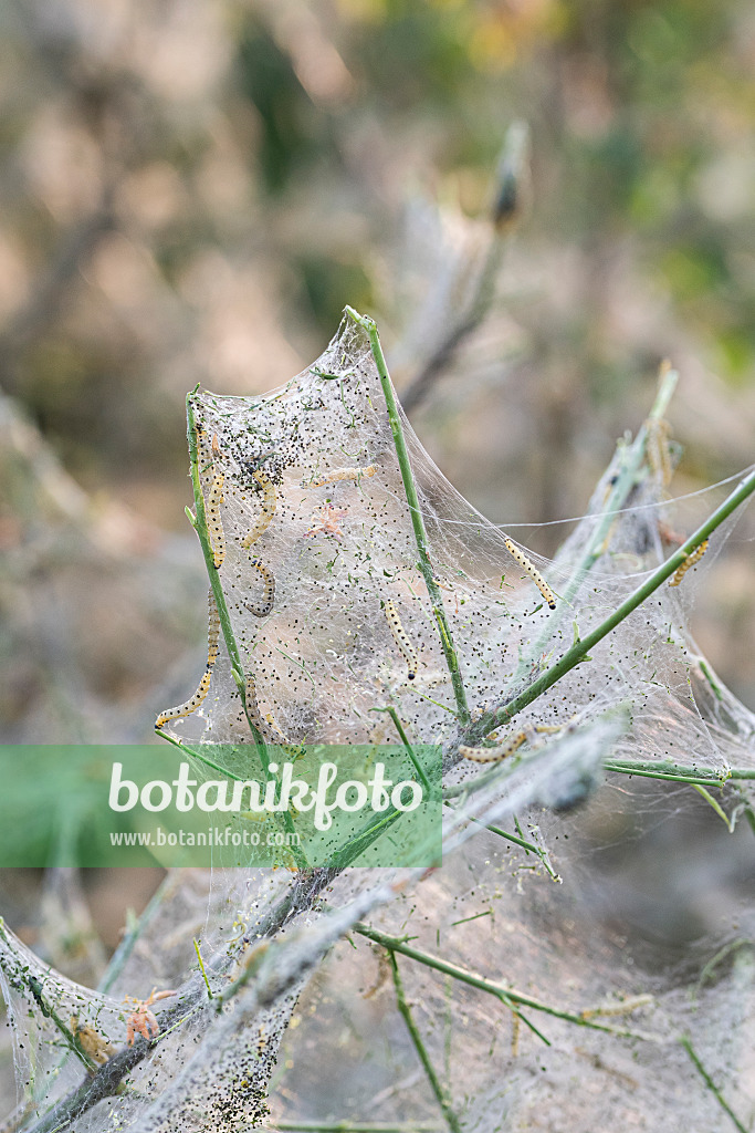 616212 - Spindle ermine (Yponomeuta cagnagella) and common spindle (Euonymus europaeus)