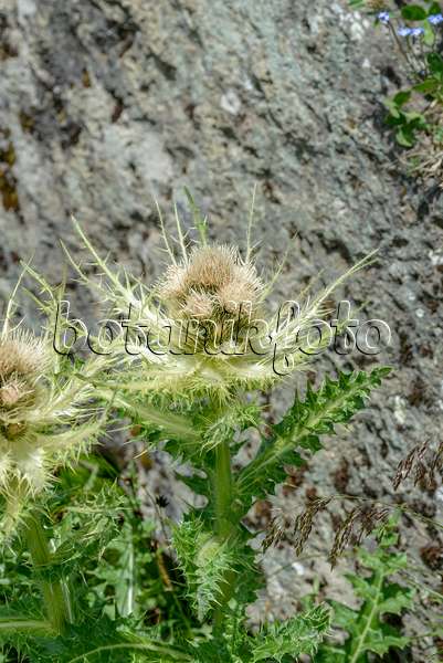 575057 - Spiniest thistle (Cirsium spinosissimum)