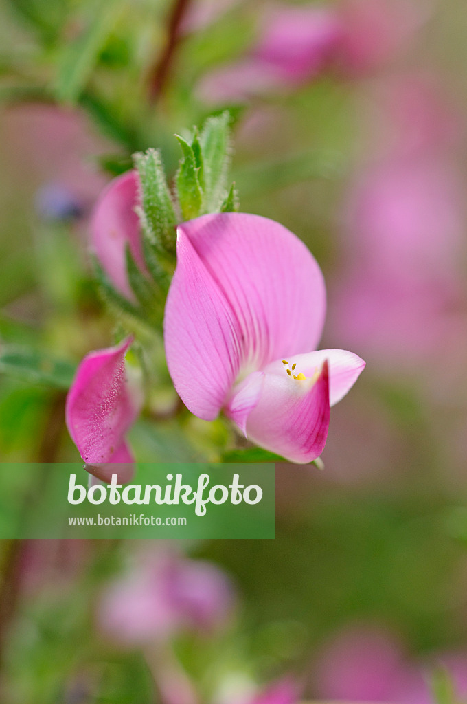 473338 - Spiny restharrow (Ononis spinosa)