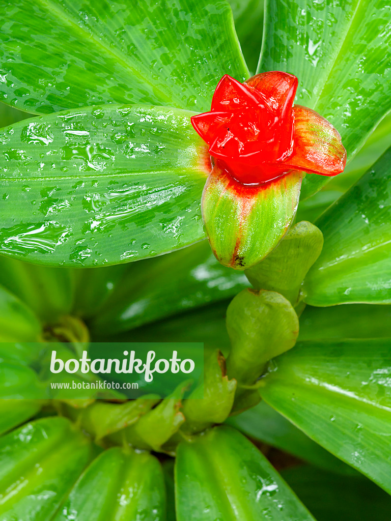 434037 - Spiral ginger (Costus malortieanus)