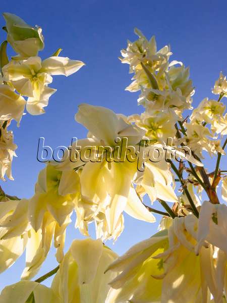 403003 - Spoonleaf yucca (Yucca filamentosa)