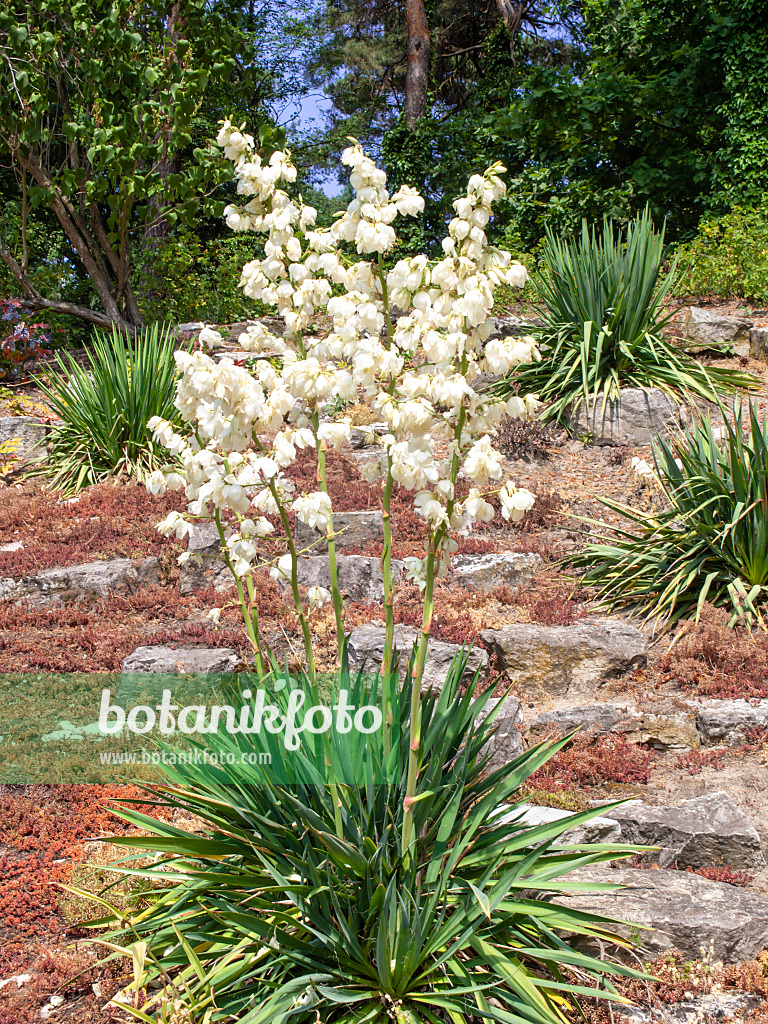 486246 - Spoonleaf yucca (Yucca filamentosa)