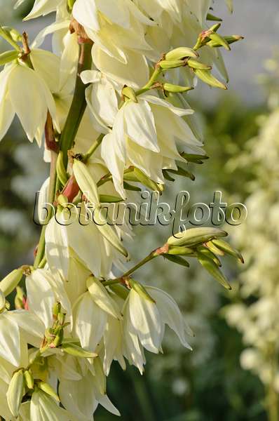 497337 - Spoonleaf yucca (Yucca filamentosa)