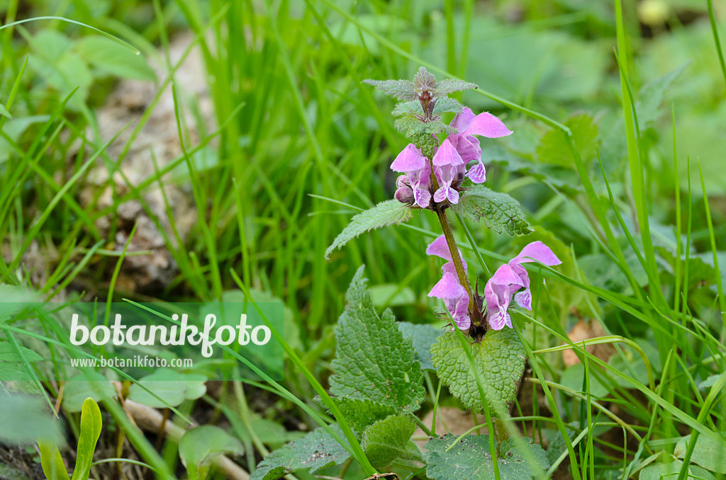 507142 - Spotted dead nettle (Lamium maculatum)