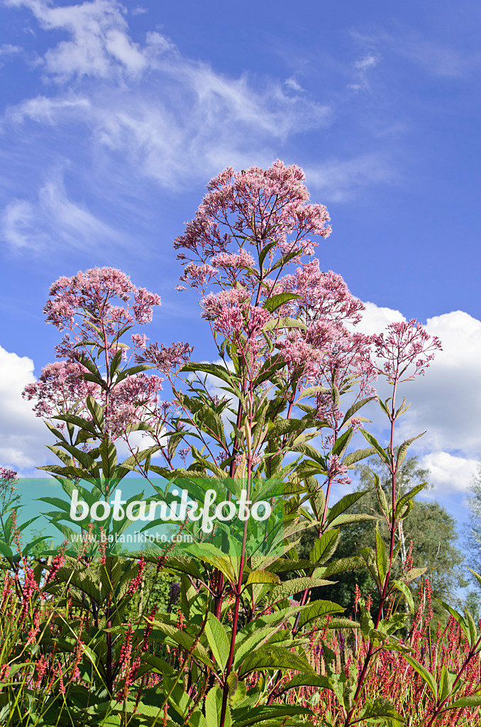 535062 - Spotted Joe-Pye weed (Eupatorium maculatum syn. Eutrochium maculatum)