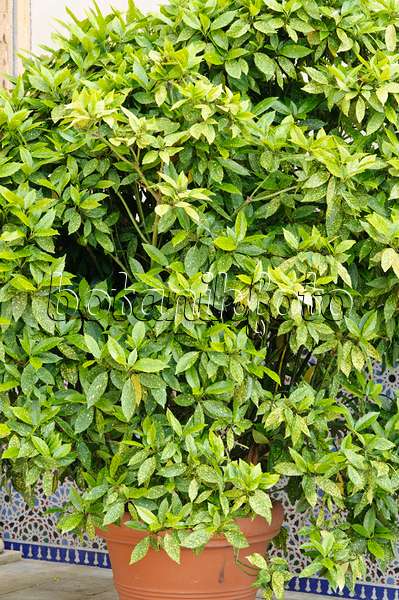 472374 - Spotted laurel (Aucuba japonica)