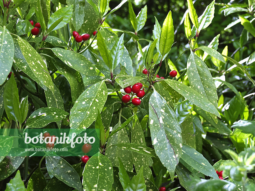 471362 - Spotted laurel (Aucuba japonica 'Variegata')