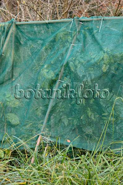 527054 - Spotted laurel (Aucuba japonica 'Variegata') with winter protection