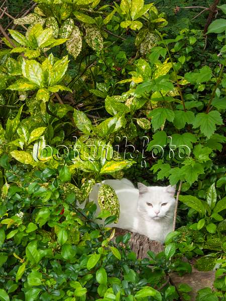 401182 - Spotted laurel (Aucuba japonica) with white cat