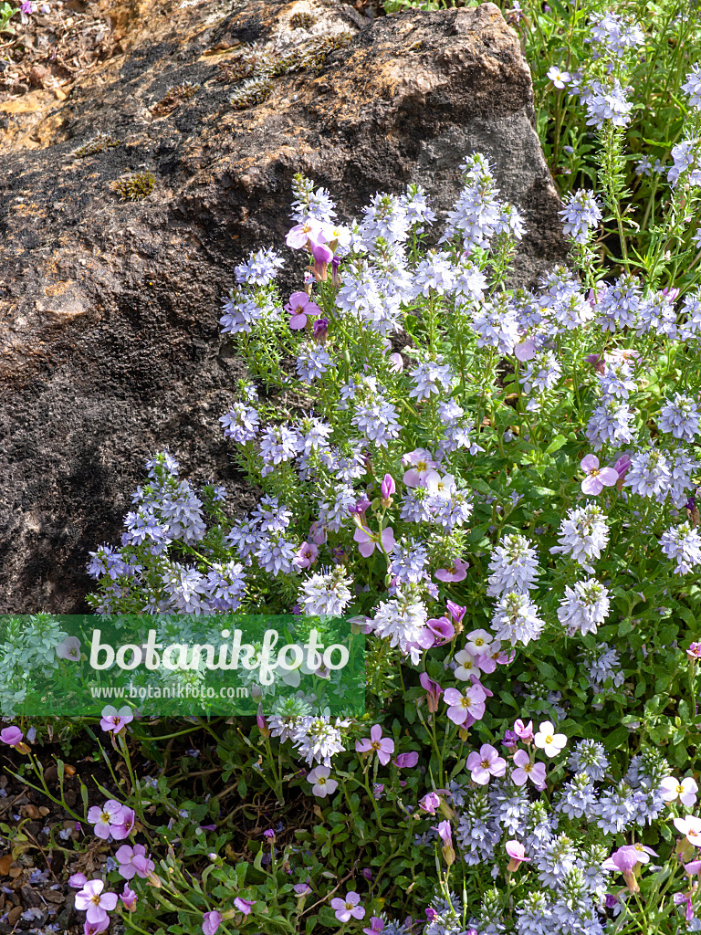 437293 - Sprawling speedwell (Veronica prostrata)