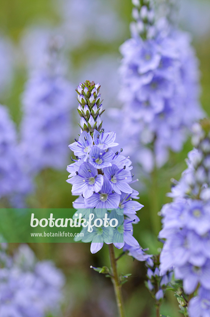 484150 - Sprawling speedwell (Veronica prostrata)