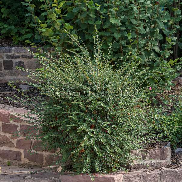 616197 - Spreading cotoneaster (Cotoneaster divaricatus)