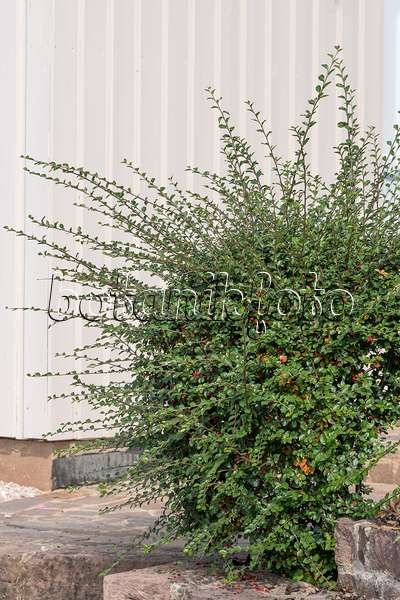 616198 - Spreading cotoneaster (Cotoneaster divaricatus)