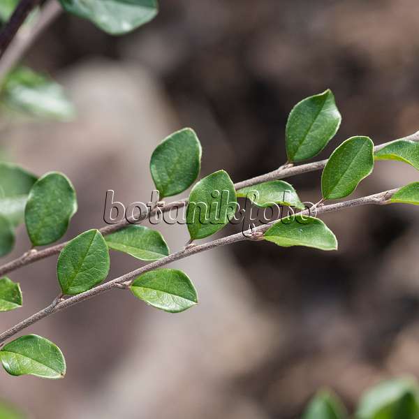 616200 - Spreading cotoneaster (Cotoneaster divaricatus)