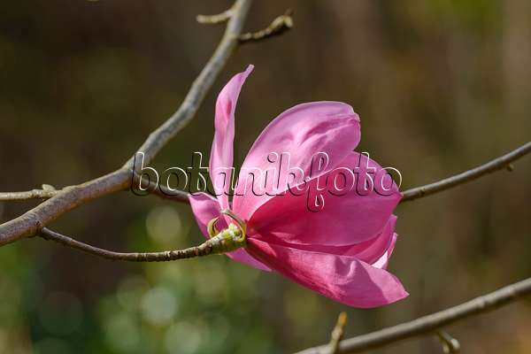 558150 - Sprenger's magnolia (Magnolia sprengeri 'Burncoose')