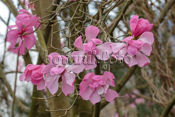 558151 - Sprenger's magnolia (Magnolia sprengeri var. diva)