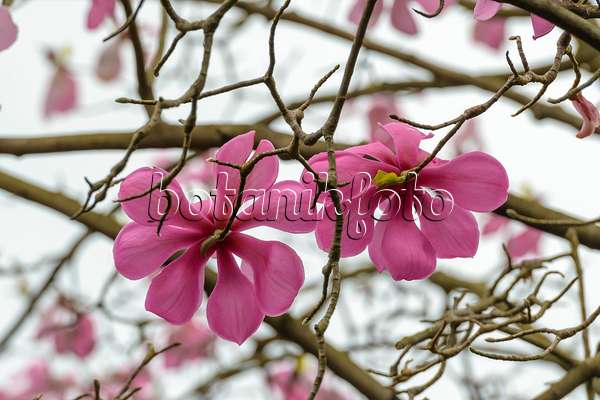 558152 - Sprenger's magnolia (Magnolia sprengeri var. diva)