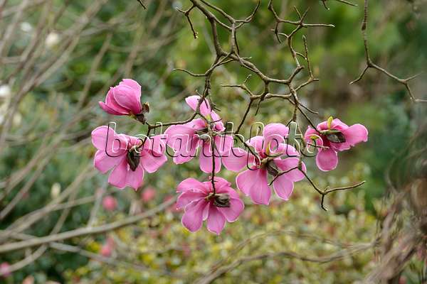 558153 - Sprenger's magnolia (Magnolia sprengeri var. diva)