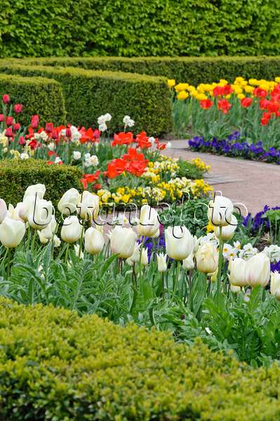 471188 - Spring garden with tulips (Tulipa)