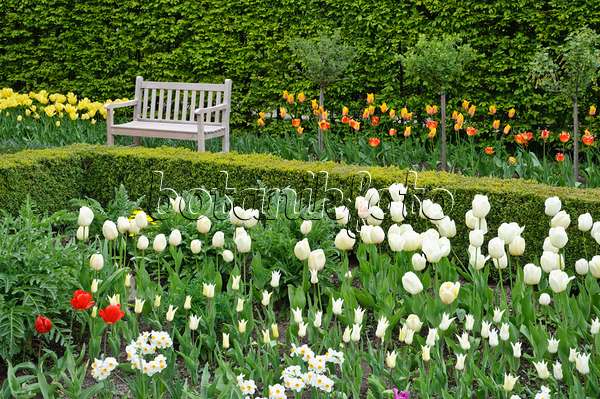 471190 - Spring garden with tulips (Tulipa)