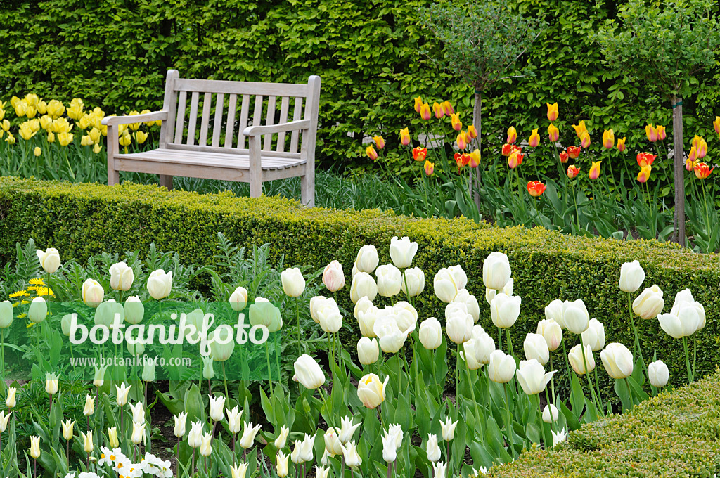 471191 - Spring garden with tulips (Tulipa)