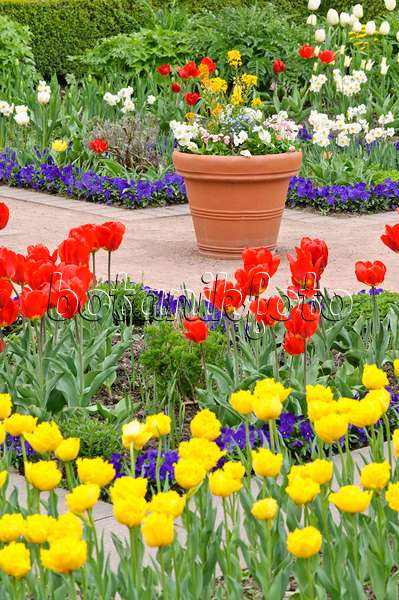 471193 - Spring garden with tulips (Tulipa)