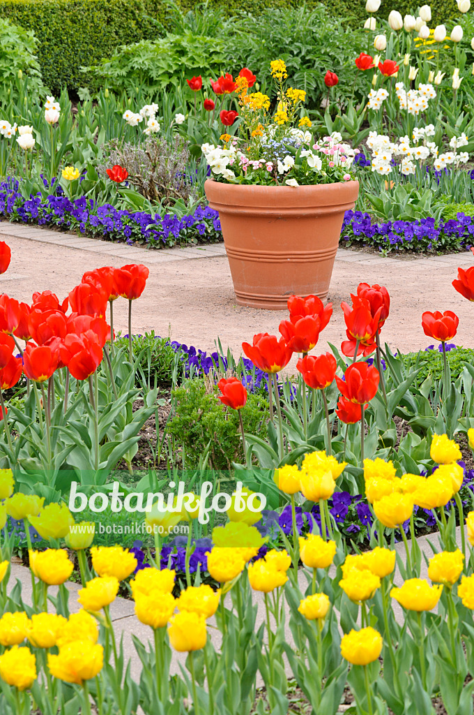 471193 - Spring garden with tulips (Tulipa)