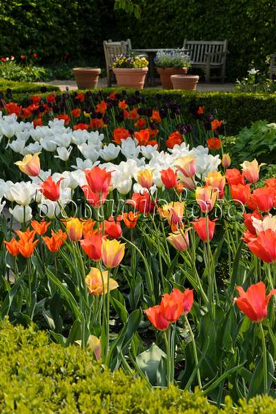 495357 - Spring garden with tulips (Tulipa)