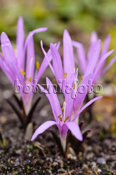 482056 - Spring meadow saffron (Colchicum bulbocodium syn. Bulbocodium vernum)